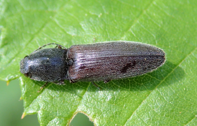 Athous haemorroidalis (cf.)